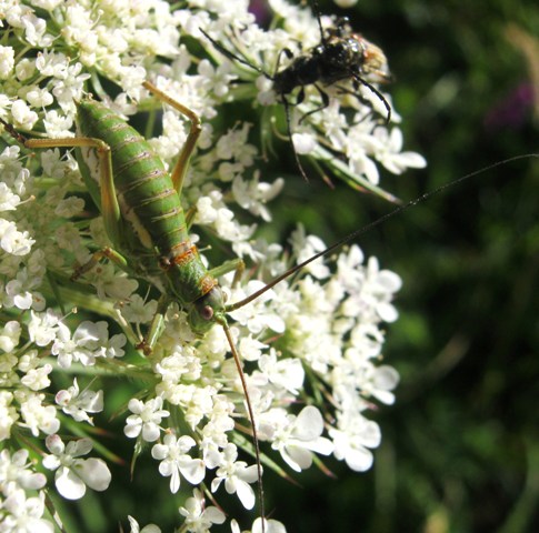 Bradyporidae